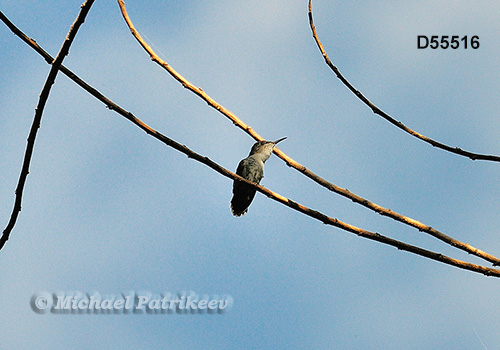 Vervain Hummingbird (Mellisuga minima)